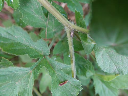 Tachycixius venustulus